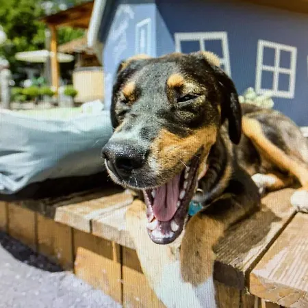 ALPENHOTEL TYROL - B&B - ADULTS ONLY - Alpines Lifestyle-Konzepthotel - dog friendly-3